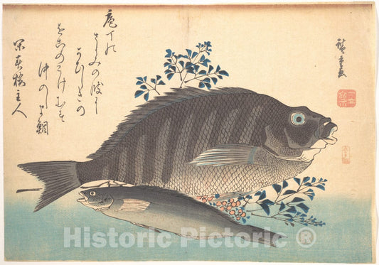 Art Print : Utagawa Hiroshige - Shimadai and Ainame Fish, from The Series Uozukushi (Every Variety of Fish) - Japan : Vintage Wall Art