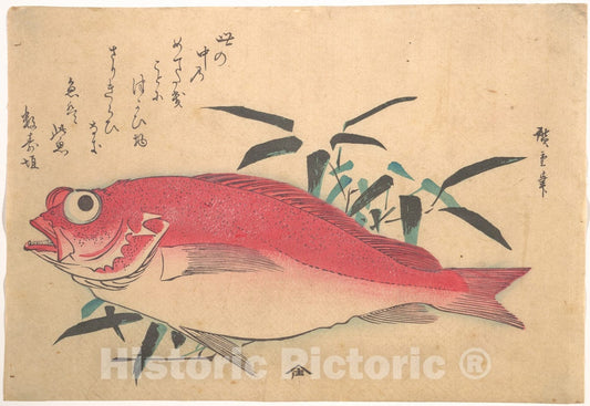 Art Print : Utagawa Hiroshige - Medetai FUSH and Sasaki Bamboo, from The Series Uozukushi (Every Variety of Fish) - Japan : Vintage Wall Art