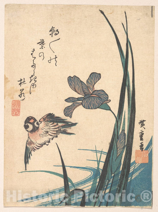 Art Print : Utagawa Hiroshige - Iris and Sparrow - Japan : Vintage Wall Art