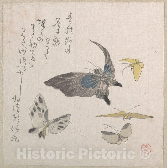 Art Print : Kubo Shunman - Butterflies - Japan : Vintage Wall Art