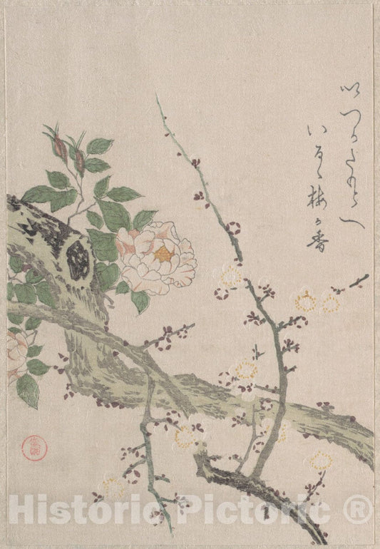 Art Print : Kubo Shunman - Roses and Plum Blossoms - Japan : Vintage Wall Art