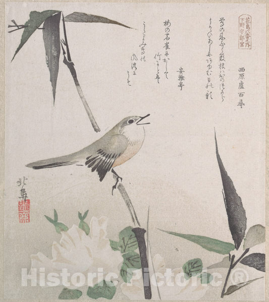 Art Print : Teisai Hokuba - Roses and Bamboo with Nightingale - Japan : Vintage Wall Art