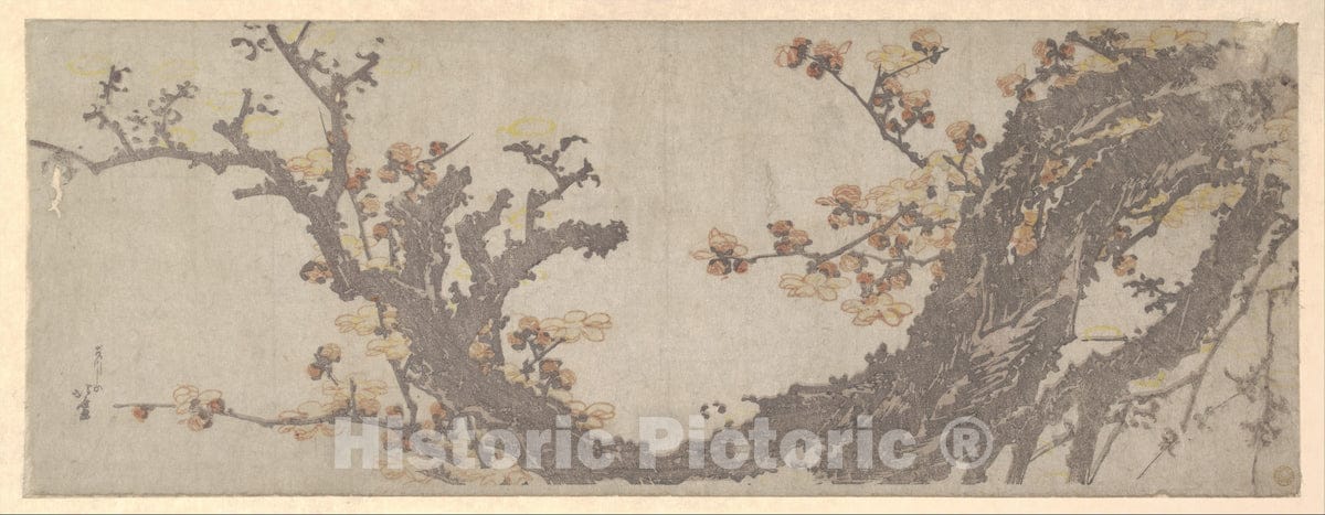 Art Print : Katsushika Hokusai - Ancient Plum Tree in Bloom - Japan : Vintage Wall Art