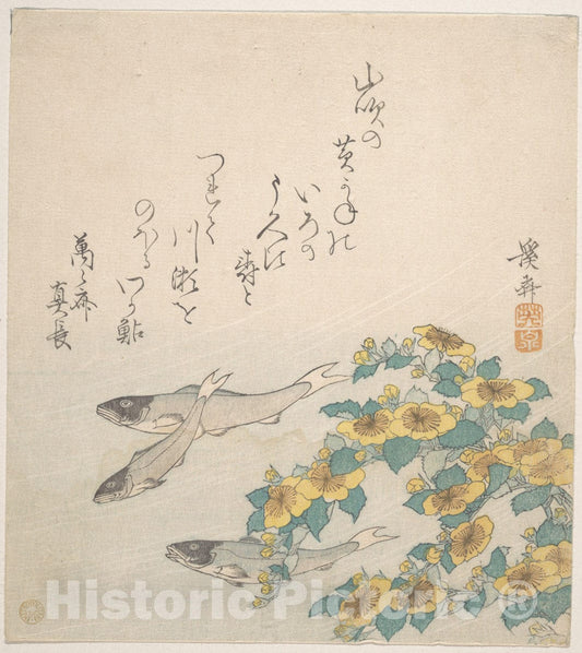 Art Print : Keisai Eisen - Fishes Swimming with Yellow Flowers - Japan : Vintage Wall Art