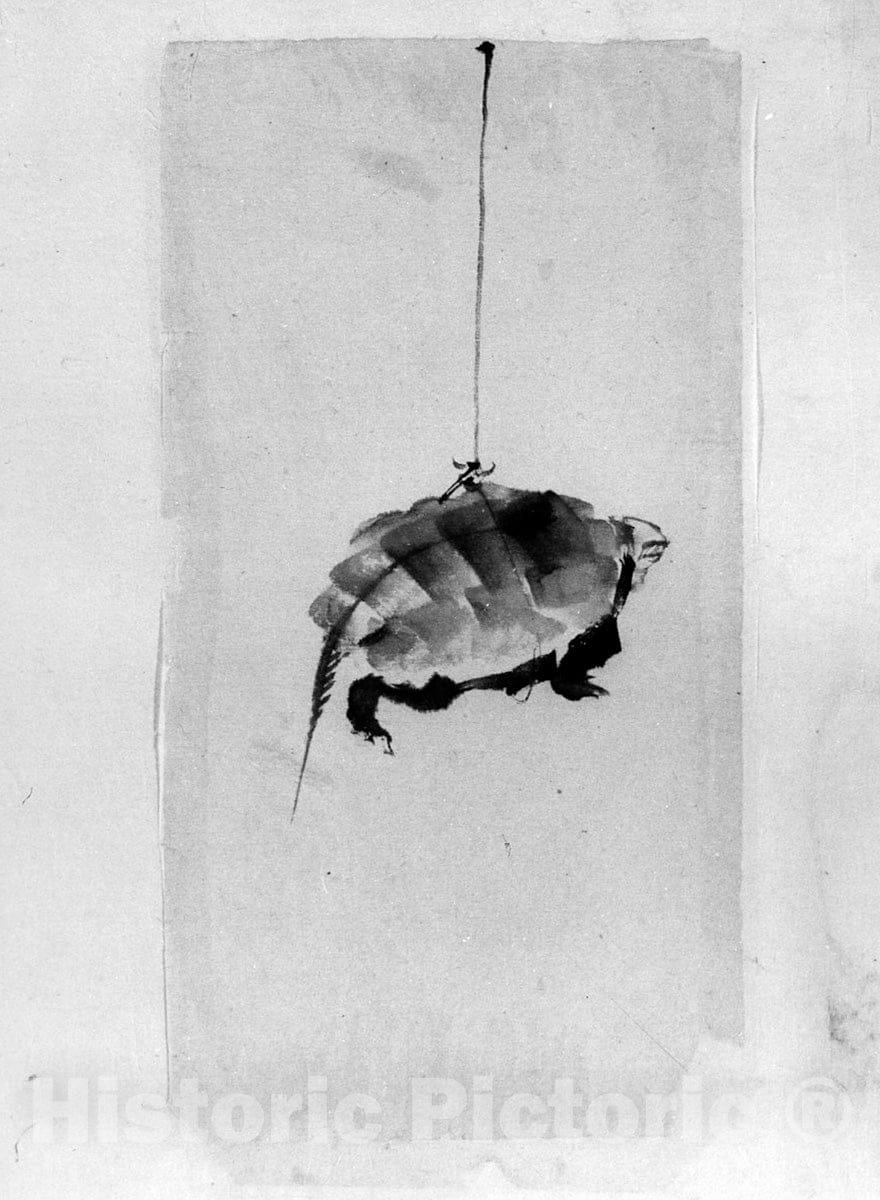 Art Print : School of Katsushika Hokusai - Tortoise Suspended by String - Japan : Vintage Wall Art