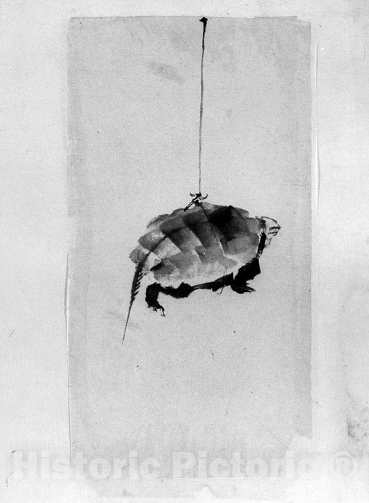 Art Print : School of Katsushika Hokusai - Tortoise Suspended by String - Japan : Vintage Wall Art