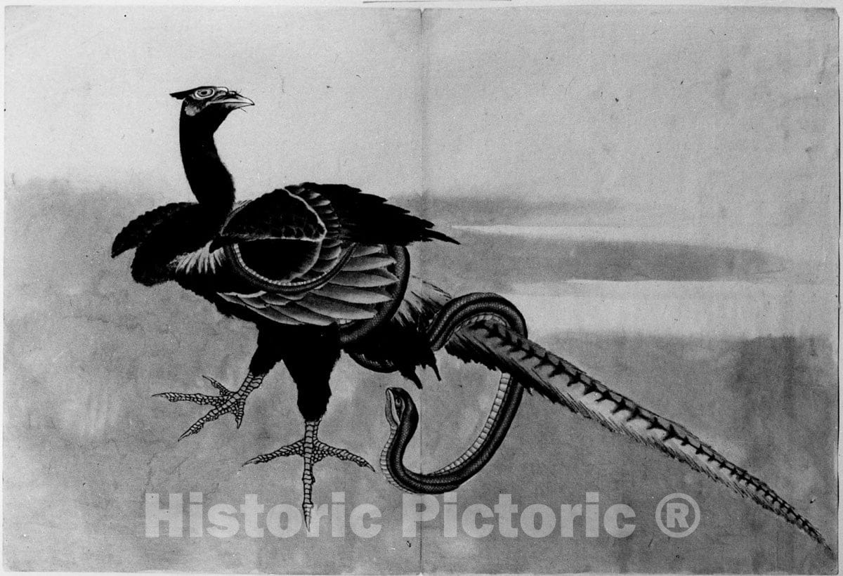 Art Print : School of Katsushika Hokusai - Pheasant and Snake - Japan : Vintage Wall Art