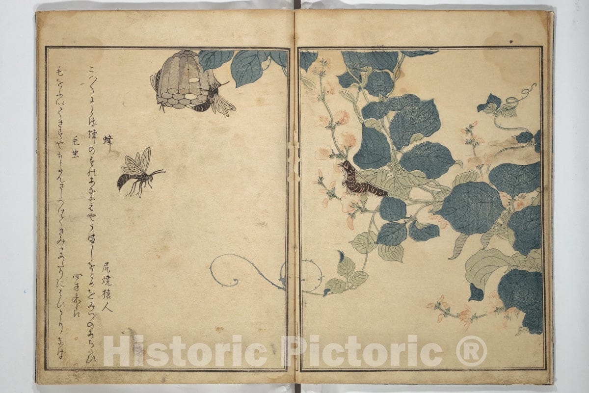 Art Print : Kitagawa Utamaro - Picture Book of Selected Insects (The Insect Book) (Ehon mushi erami) - Japan : Vintage Wall Art