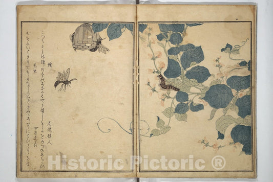 Art Print : Kitagawa Utamaro - Picture Book of Selected Insects (The Insect Book) (Ehon mushi erami) - Japan : Vintage Wall Art