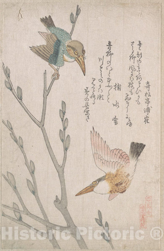 Art Print : Kubo Shunman - Kingfishers and Pussy-Willow - Japan : Vintage Wall Art