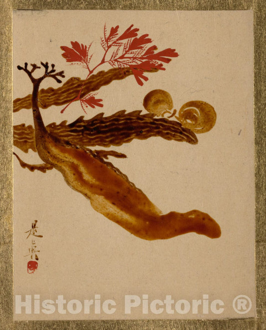 Art Print : Shibata Zeshin - Seaweed - Japan : Vintage Wall Art