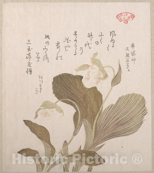 Art Print : Kubo Shunman - Hotei Flowers - Japan : Vintage Wall Art