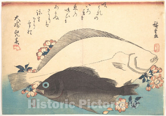 Art Print : Utagawa Hiroshige - Hirame and Mebaru Fish with Cherry Blossoms, from The Series Uozukushi (Every Variety of Fish) - Japan : Vintage Wall Art