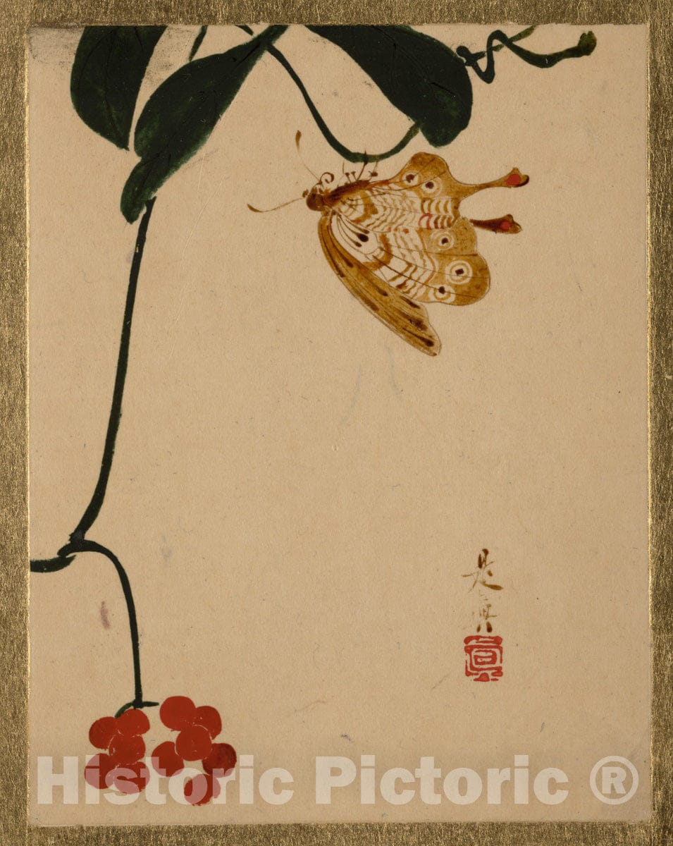 Art Print : Shibata Zeshin - Red Berry Plant and Butterfly - Japan : Vintage Wall Art