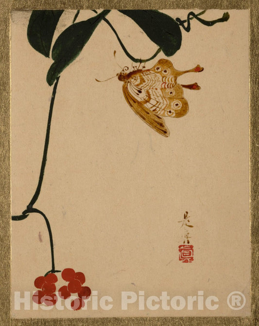 Art Print : Shibata Zeshin - Red Berry Plant and Butterfly - Japan : Vintage Wall Art