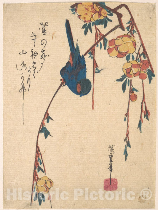Art Print : Utagawa Hiroshige - Weeping Cherry and Bluebird - Japan : Vintage Wall Art