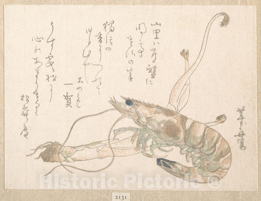 Art Print : Uematsu T?sh? - Shrimp and UDO Plant - Japan : Vintage Wall Art
