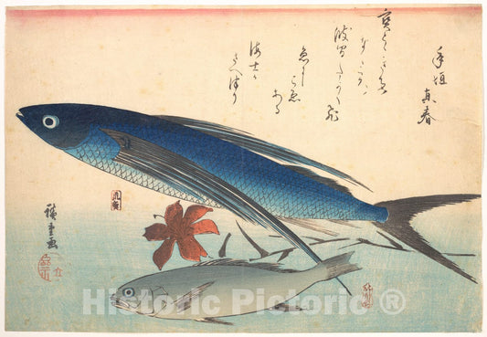 Art Print : Utagawa Hiroshige - Tobiuo and Ishimochi Fish, from The Series Uozukushi (Every Variety of Fish) - Japan : Vintage Wall Art