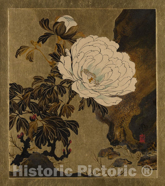 Art Print : Shibata Zeshin - Lacquer Paintings of Various Subjects: Peonies - Japan : Vintage Wall Art