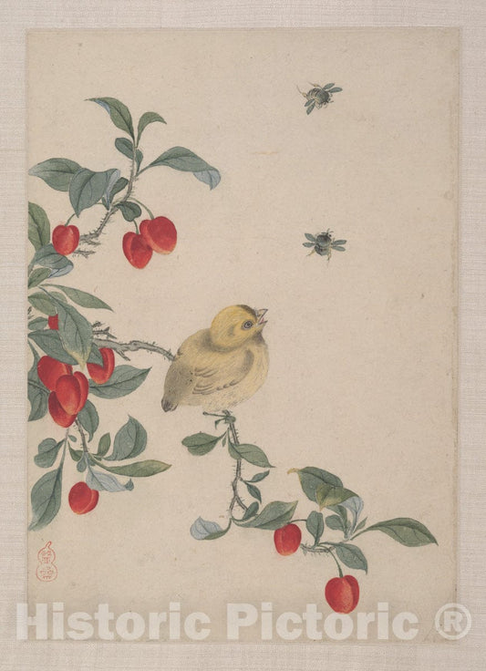 Art Print : Yi Zhai - Birds, Insects and Flowers - China : Vintage Wall Art