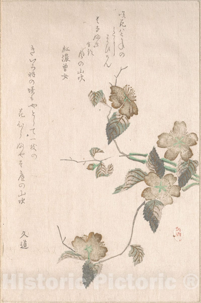 Art Print : Unidentified Artist - Yamabuki Flowers (kerria Japonica) - Japan : Vintage Wall Art