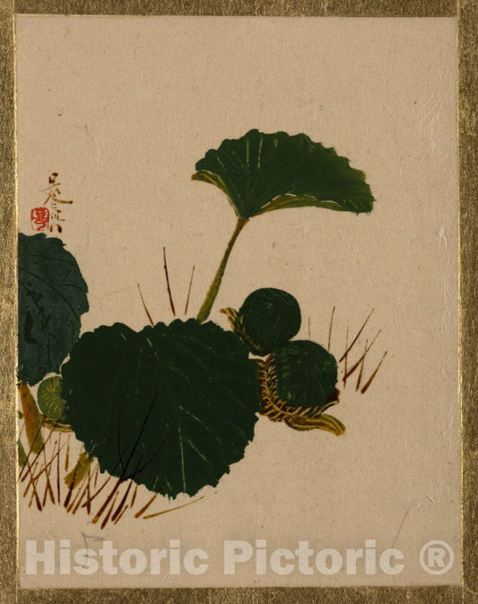 Art Print : Shibata Zeshin - Worm on Green Leaved Plant - Japan : Vintage Wall Art