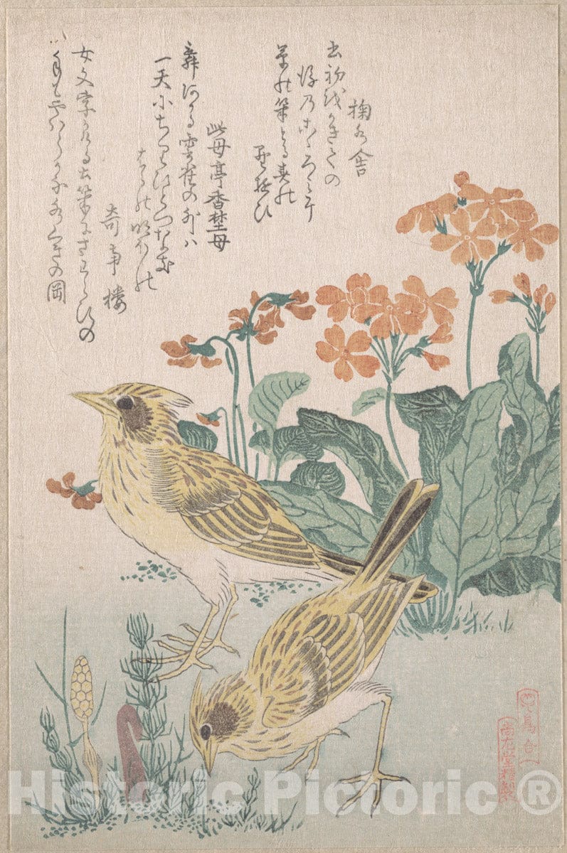 Art Print : Skylarks and Primroses,” from The Series an Array of Birds - Artist: Kubo Shunman - Created: c1805 : Vintage Wall Art