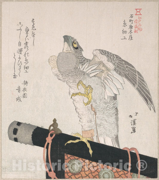 Art Print : Totoya Hokkei - Hawk Made of Silk
