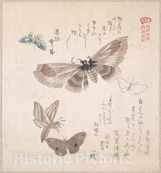 Art Print : Kubo Shunman - Various Moths and Butterflies - Japan 4 : Vintage Wall Art