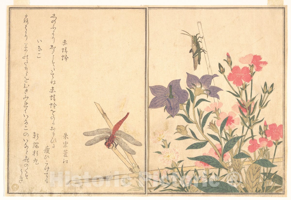 Art Print : Red Dragonfly