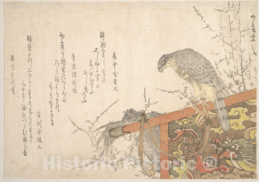 Art Print : Ry?ry?kyo Shinsai - Hawk Tied to Perch - Japan : Vintage Wall Art