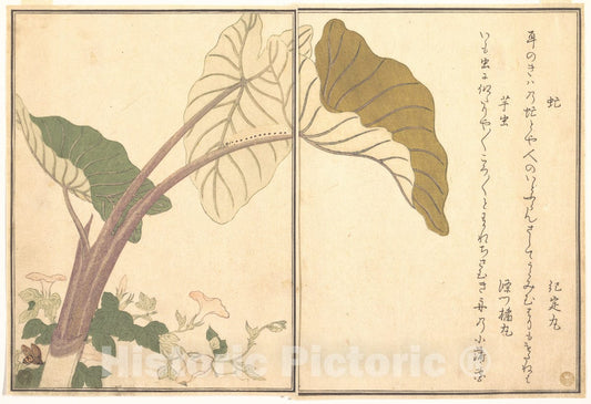 Art Print : Horsefly ; Green Caterpillar, imomushi, from The Picture Book of Crawling Creatures - Artist: Kitagawa Utamaro - Created: 1788 : Vintage Wall Art