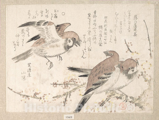 Art Print : Kubo Shunman - Sparrows and Plum Blossoms - Japan : Vintage Wall Art