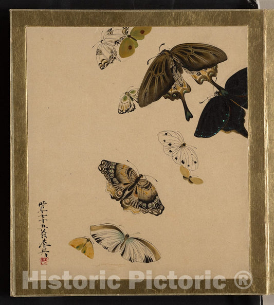 Art Print : Shibata Zeshin - Lacquer Paintings of Various Subjects: Butterflies - Japan : Vintage Wall Art