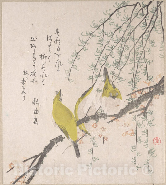 Art Print : Japanese White-Eyes with Plum Tree and Willow, from Spring Rain Surimono Album - Artist: Kubo Shunman - Created: c1810 : Vintage Wall Art