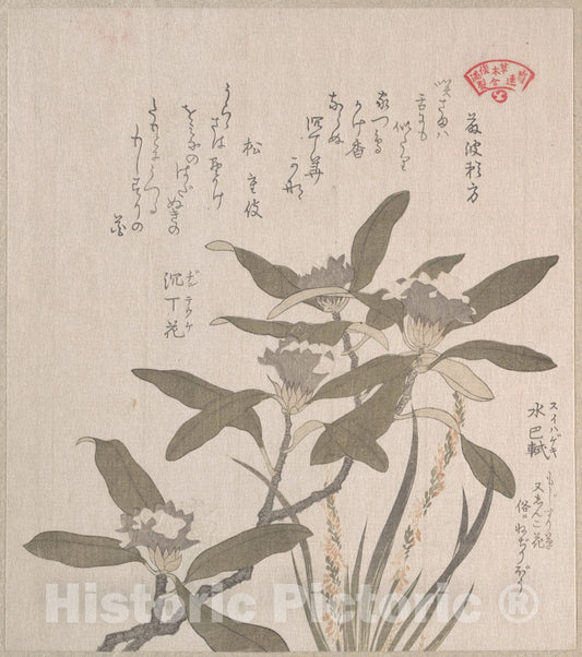 Art Print : Kubo Shunman - Daphne odora and Mojisuri-so - Japan : Vintage Wall Art