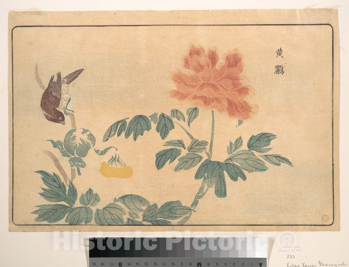 Art Print : Kuwagata Keisai - Chinese Oriole and Peonies - Japan : Vintage Wall Art