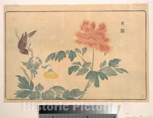 Art Print : Kuwagata Keisai - Chinese Oriole and Peonies - Japan : Vintage Wall Art