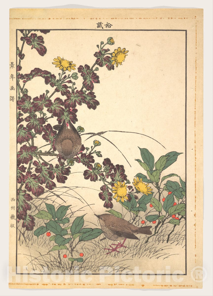 Art Print : Imao Keinen - Two Birds and Crysanthemums, from Keinen kach? gafu (Keinen’s Flower-and-Bird Painting Manual) - Japan : Vintage Wall Art