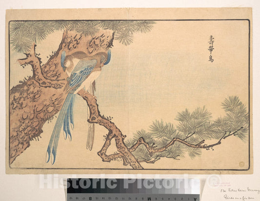 Art Print : Kuwagata Keisai - Paradise Fly-Catcher - Japan : Vintage Wall Art
