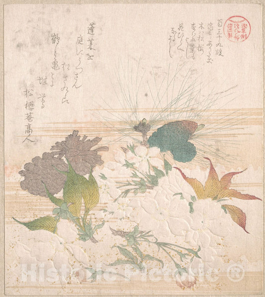 Art Print : Kubo Shunman - Cherry Blossoms and Pine Cones - Japan : Vintage Wall Art