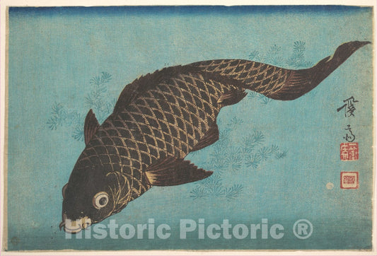Art Print : Keisai Eisen - Koi - Japan : Vintage Wall Art