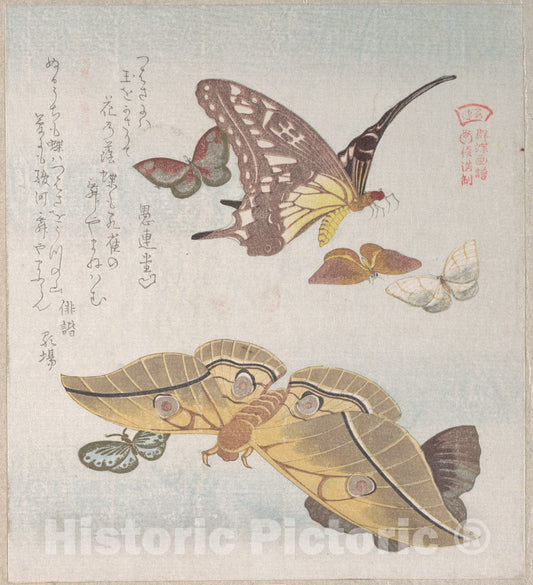 Art Print : Kubo Shunman - Various Moths and Butterflies - Japan 1 : Vintage Wall Art