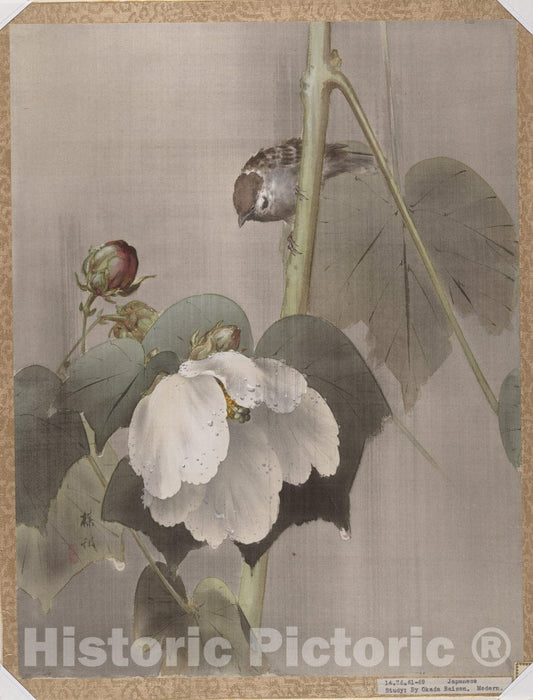 Art Print : Okada Baison - Confederate Roses in Rain - Japan : Vintage Wall Art