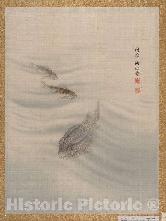 Art Print : Seki Sh?k? - Fishes - Japan 2 : Vintage Wall Art
