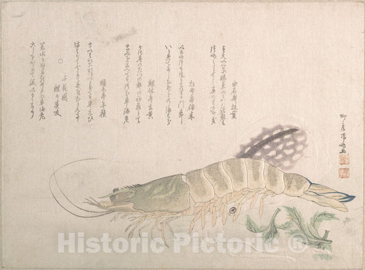 Art Print : Ry?ry?kyo Shinsai - Shrimp and Cuttlefish - Japan : Vintage Wall Art