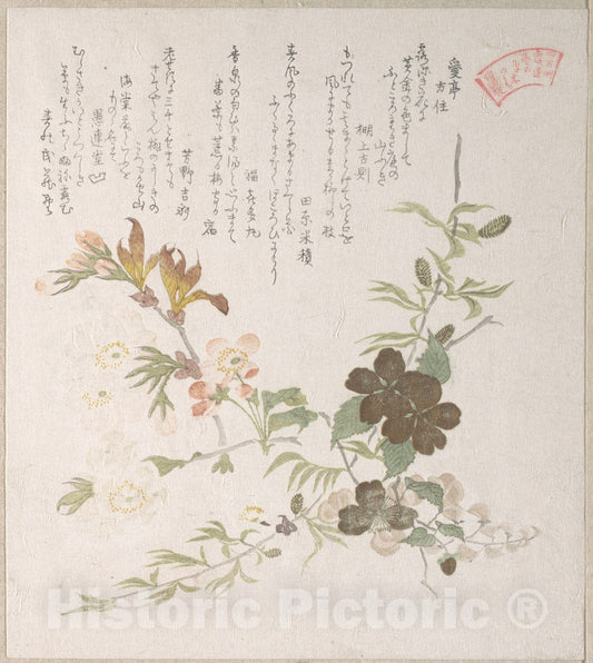 Art Print : Kubo Shunman - Cherry Blossoms and Yamabuki Flowers - Japan : Vintage Wall Art