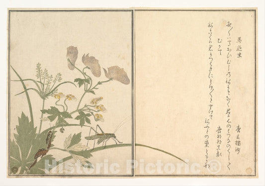 Art Print : Katydid ; Centipede, Artist: Kitagawa Utamaro - Created: 1788 : Vintage Wall Art