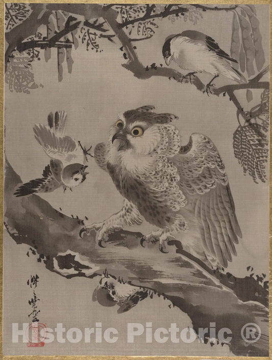 Art Print : Kawanabe Ky?sai - Owl Mocked by Small Birds - Japan : Vintage Wall Art