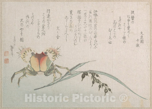 Art Print : Katsushika Hokusai - Crab and Rice Plant - Japan : Vintage Wall Art